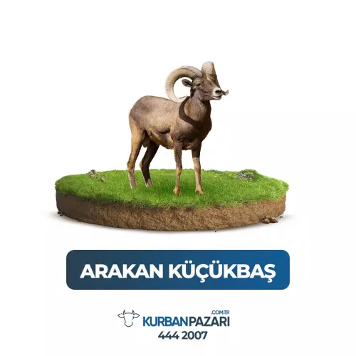 Arakan Kurban