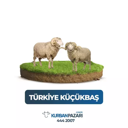 Deprem Bölgesi Kurban