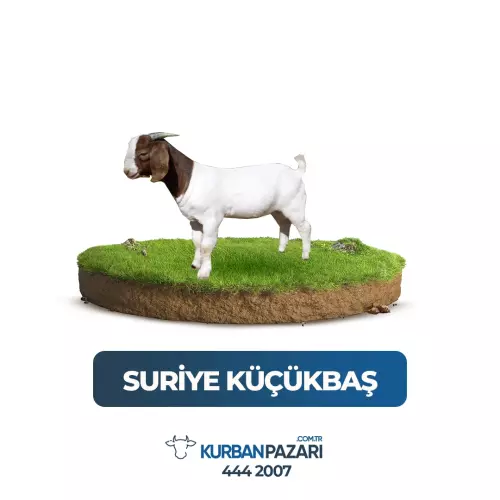Suriye Kurban